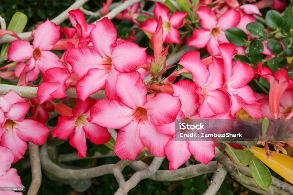 Desert Rose in Bloom The desert rose or impala lily, Adenium obesum, is a poisonous species of flowering plant native to parts of Africa and the Arabian Peninsula. Adenium Obesum Stock Photo