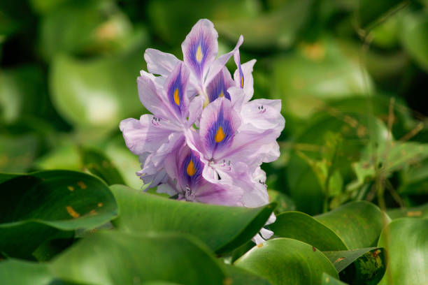 water hyacinth flower… - water hyacinth water plant pond nobody imagens e fotografias de stock