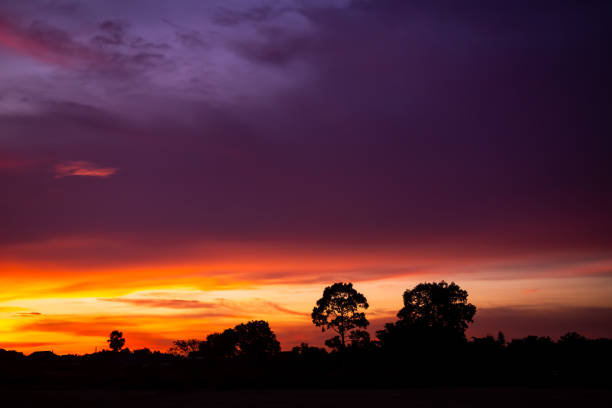 Evening sunnes sky pastel gradient with shadow tree in night.
