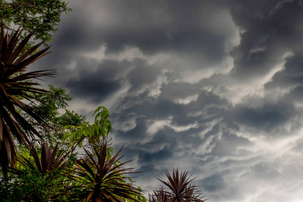 The storm is coming. Storm clouds above the tree. Heavy torrential rain. Rainfall flash flooding . Metorology weather forecast. Low pressure area. La Nina climate The storm is coming. Storm clouds above the tree. Heavy torrential rain. Rainfall flash flooding . Metorology weather forecast. Low pressure area. La Nina natural phenomena stock pictures, royalty-free photos & images