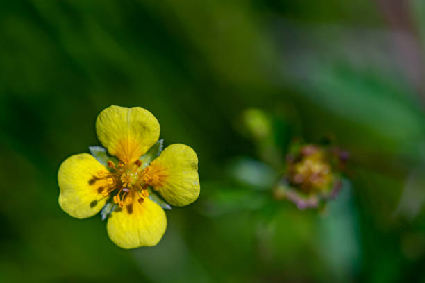 potentilla erecta flower growing in meadow - erecta imagens e fotografias de stock