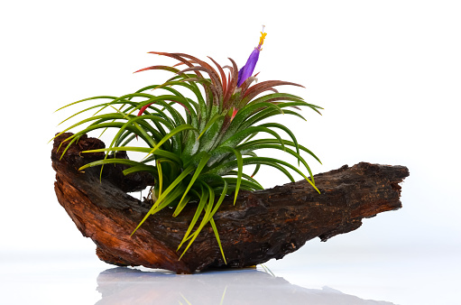 Blooming air plant - Tillandsia with colorful flowers plant in wooden log on white background.