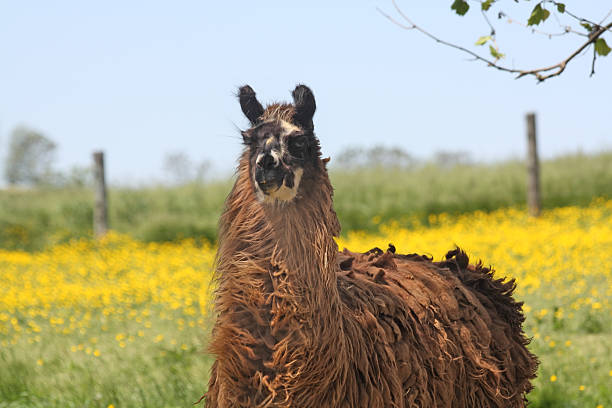 A brown llama in a field of spring flowers. 
