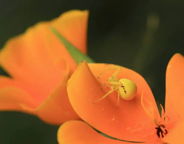 A close up of a small yellow and red Misumena vatia (Goldenrod Crab Spider or Flower Spider) on an orange flower in Victoria, BC, Canada.