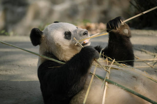 istock Chengdu Giant Panda eating bamboo 1363029245