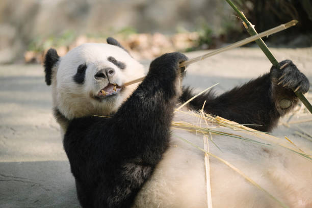 istock Chengdu Giant Panda eating bamboo 1363029268