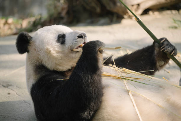 istock Giant pandas in Chengdu who eat bamboo 1363029305