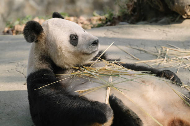 istock hengdu Giant Panda eating bamboo 1363029325