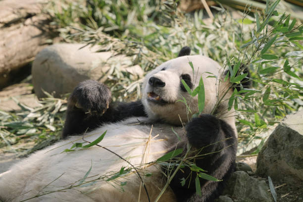 istock Giant pandas in Chengdu who eat bamboo 1363029348