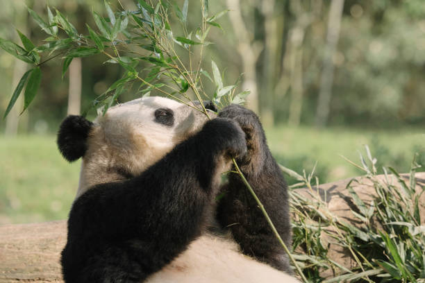 istock Chengdu Giant Panda eating bamboo 1363029399