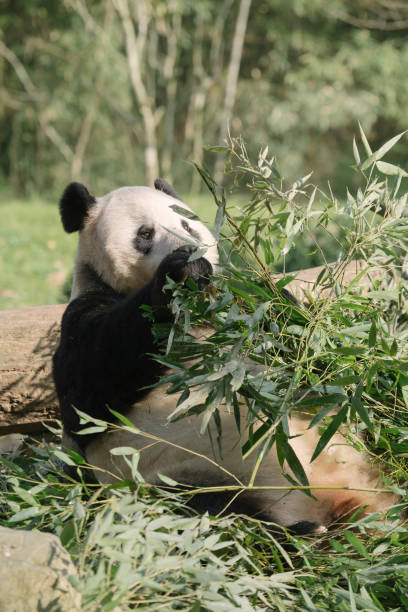 istock Chengdu Giant Panda eating bamboo 1363029417
