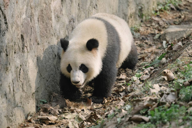 istock Running Chengdu Giant Panda 1363030001
