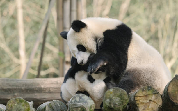 istock Two noisy Chengdu Giant Pandas 1363030012
