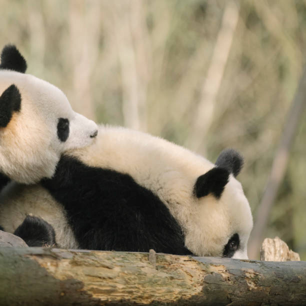 istock Two Chengdu Giant Pandas Fighting 1363030043