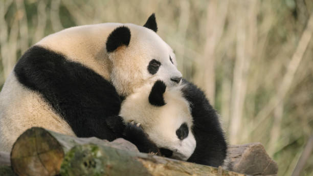 istock Two Chengdu Giant Pandas Fighting 1363030048