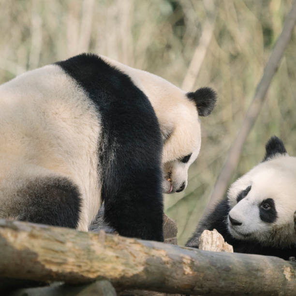 istock Two noisy Chengdu Giant Pandas 1363030057