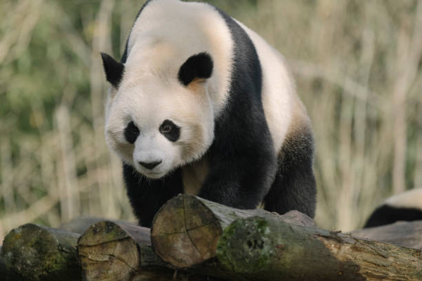 istock Chengdu Giant Panda in the sun 1363030062