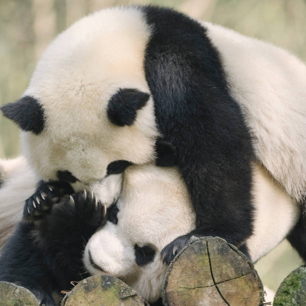 istock Two noisy Chengdu Giant Pandas 1363030068