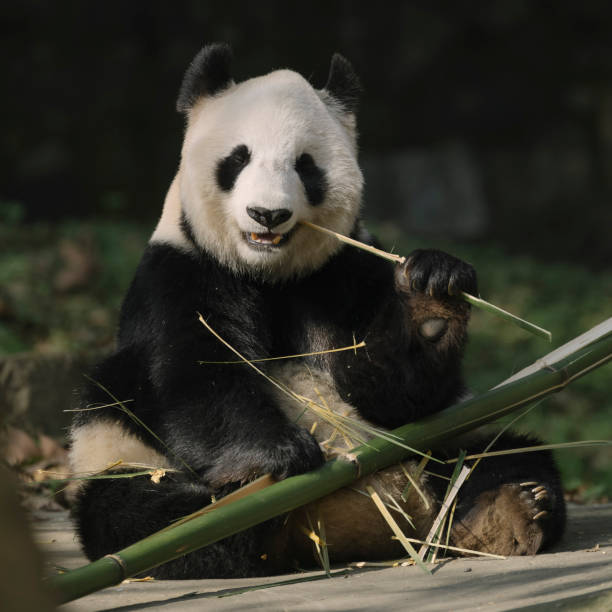 Two Chengdu Giant Pandas Fighting