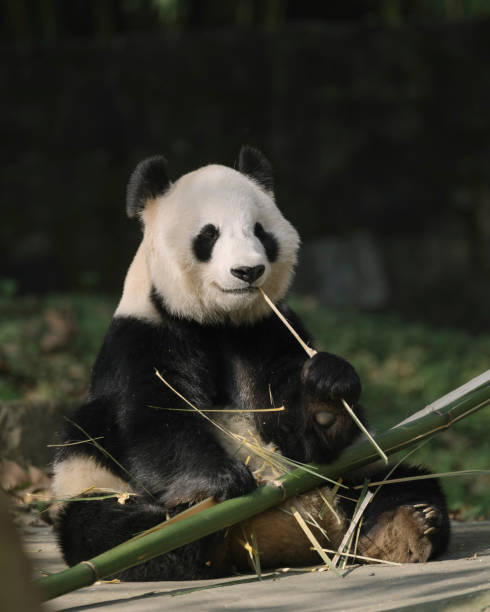 istock Chengdu Giant Panda eating bamboo 1363030153