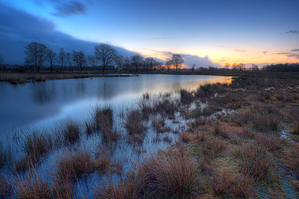 Moor A lake in a moor, just before sunrise. Purple Moor Grass (Molinia caerulea) and Soft Rush (Juncus effusus) growing on the shore. molinia caerulea stock pictures, royalty-free photos & images