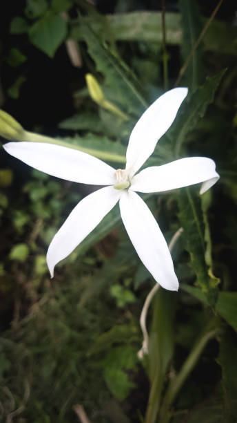 istock beautiful and clean white flowers bloom 1363033472