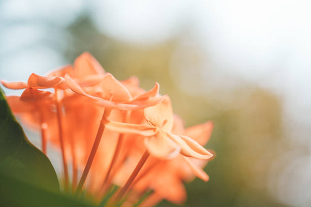 Orange flowers of jungle geranium in Thailand