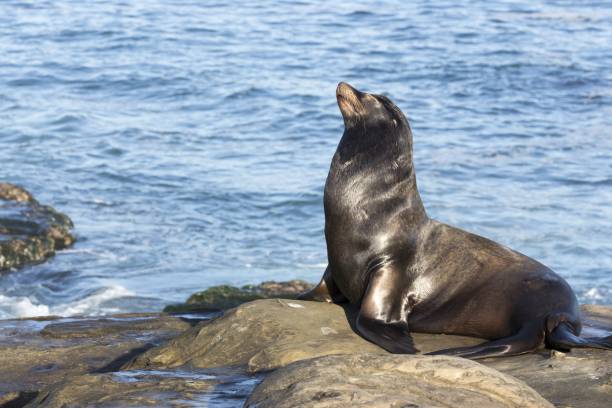 istock Black Harbour Seal or Common Seal or Sea Lion (Phoca Vitulina) 1363034293