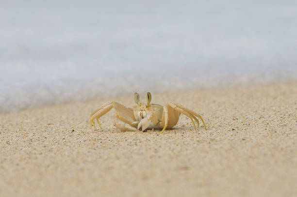 istock Front view of a crab walking on the beach 1363036088