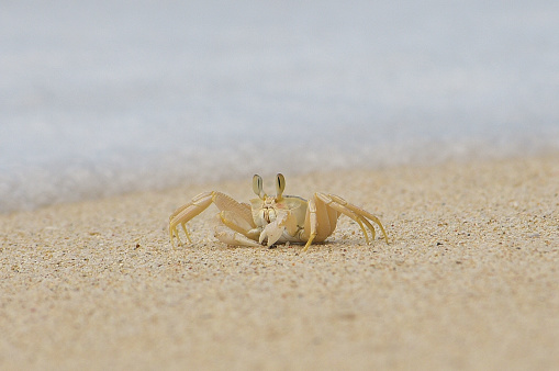 A crab crawling on the rock by the sea.