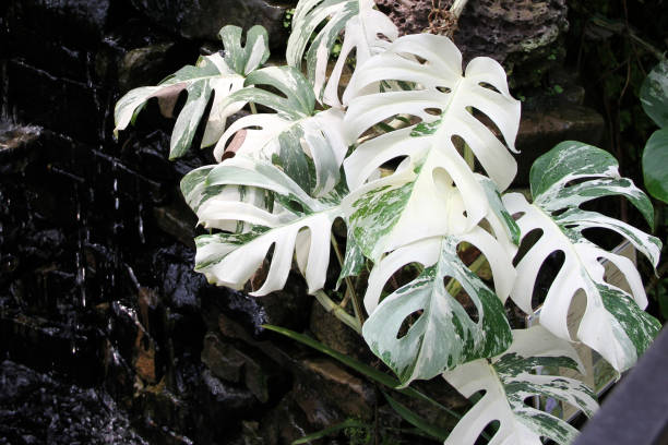 Monstera Albo.monstera deliciosa. variegated monstera background. Monstera deliciosa Albo Variegata. Variegated Swiss Cheese Plant, Philodendron with white leaves.Close-Up Of beautiful Variegated Monstera. Monstera Albo.monstera deliciosa. variegated monstera background. Monstera deliciosa Albo Variegata. Variegated Swiss Cheese Plant, Philodendron with white leaves.Close-Up Of beautiful Variegated Monstera. cheese plant stock pictures, royalty-free photos & images