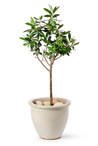 Young olive tree in pot Young olive tree in stylish ceramic pot isolated on white background olive tree cut out stock pictures, royalty-free photos & images