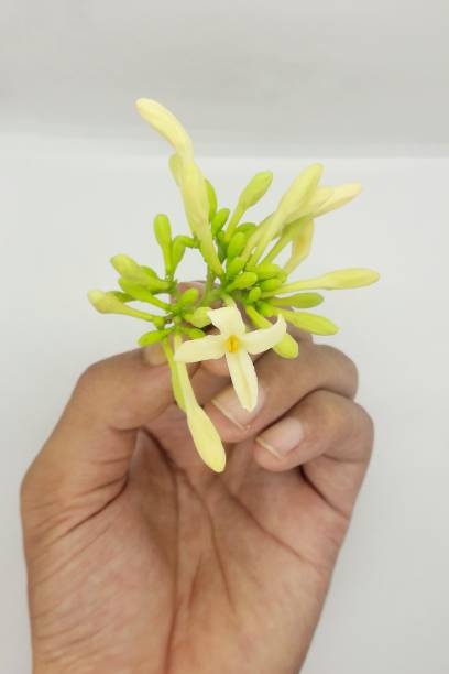 istock Papaya flower on hand isolated 1363038243