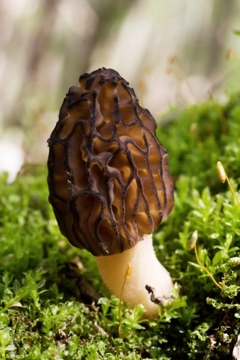 A fresh black morel mushroom growing in moss in Michigan.