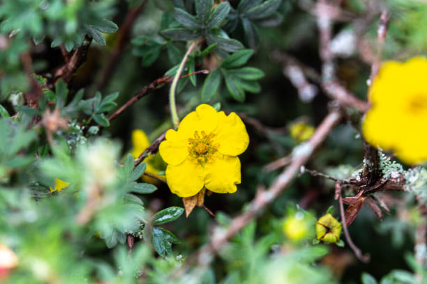 istock Blooming yellow flower in a garden 1363039898