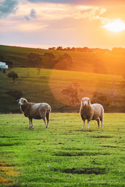 양 - sheep grazing vertical photography 뉴스 사진 이미지