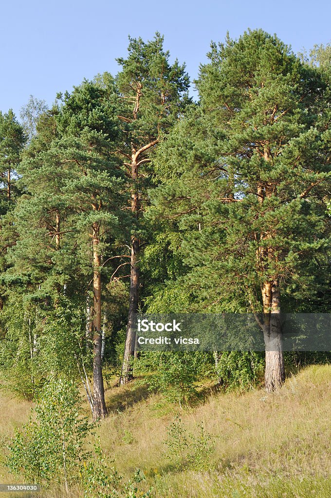 松の木オンザヒル - カラー画像のロイヤリティフリーストックフォト