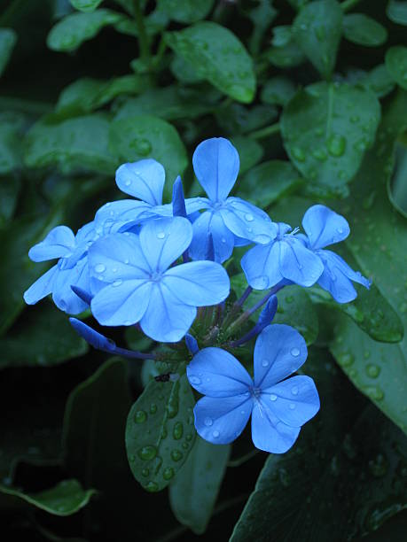 The Blue Flower Group stock photo