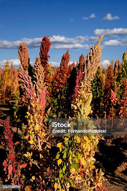 Pflanzen Quinoa In Bolivien Stockfoto und mehr Bilder von Quinoa - Quinoa, Landwirtschaft, Anden