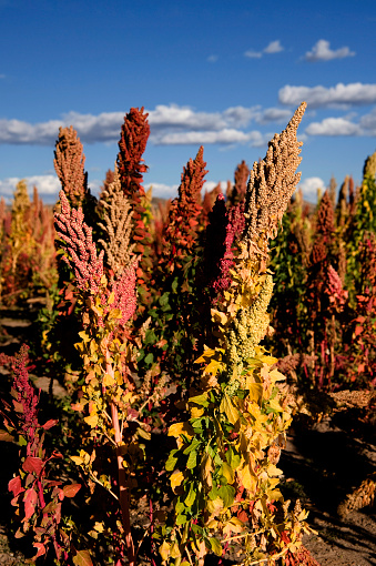 Planting Quinoa in the Bolivian Andes