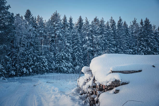 Pile of lumber in a forest clearing. Snowy road leading to the woods, tall fir and spruce trees growing in the woodland. Selective focus on the details, blurred background.