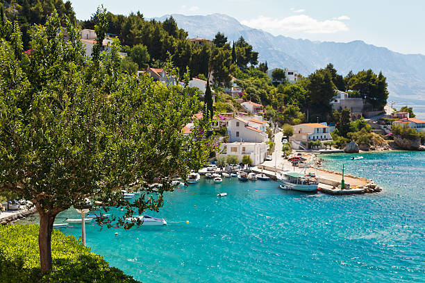 istock Tree and Sunny Adriatic Bay in Croatia 136304159