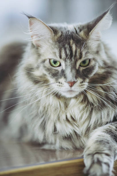 4,700+ Grey Maine Coon Cat Stock Photos, Pictures & Royalty-Free Images ...