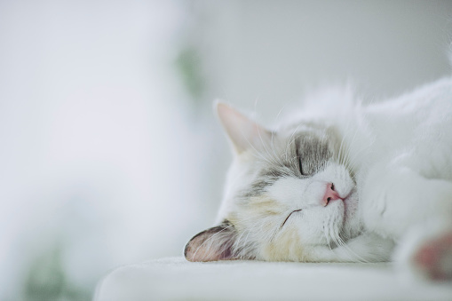 Cute white cat sleeping soundly