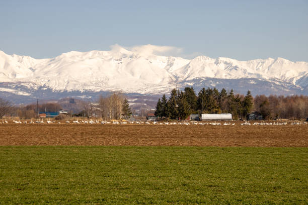 istock Flock of swans in the spring field 1363042430