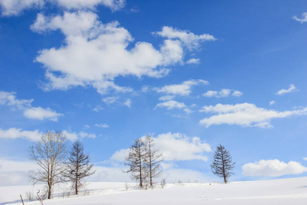 istock Winter larch forest standing on a hill with blue sky 1363042449