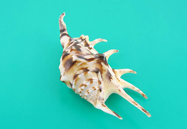 istock Big sea shell on the turquoise background 136304477