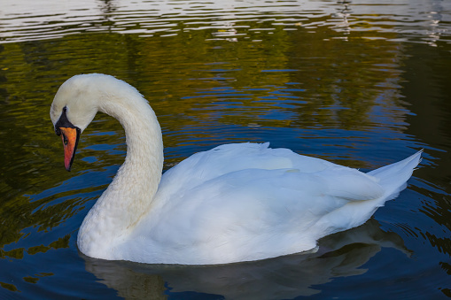 white swan in a water