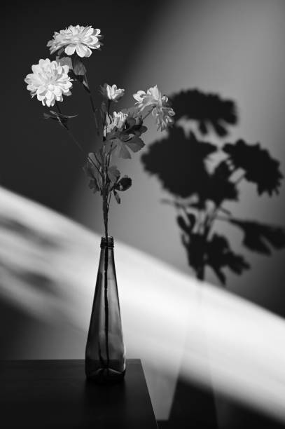 istock White Chrysanthemum Flower and Shadows in Studio 1363047802