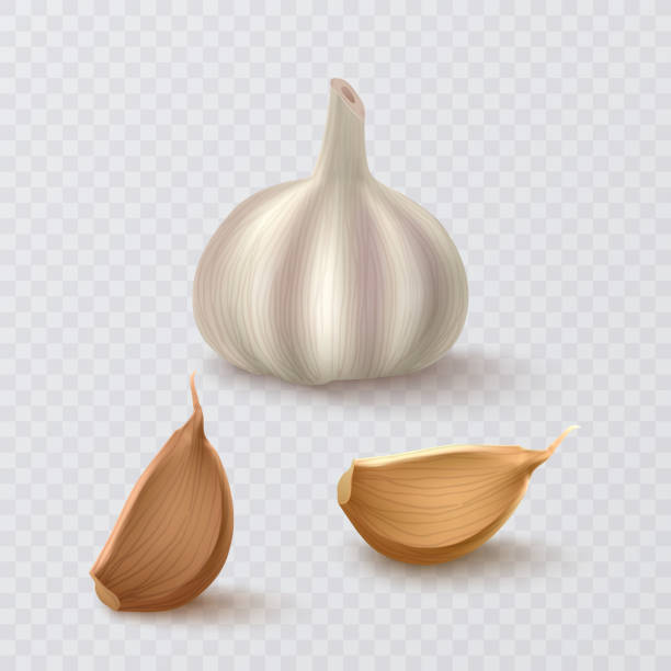 白い背景に隔離された写真現実的なニンニク。ベクトルの図 - garlic clove isolated white点のイラスト素材／クリップアート素材／マンガ素材／アイコン素材